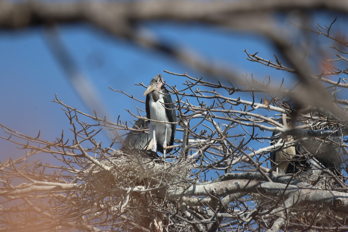 Marabou Stork - Frank Willems - Birding Zambia