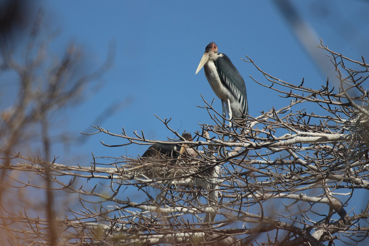 Marabou Stork - ML621809270