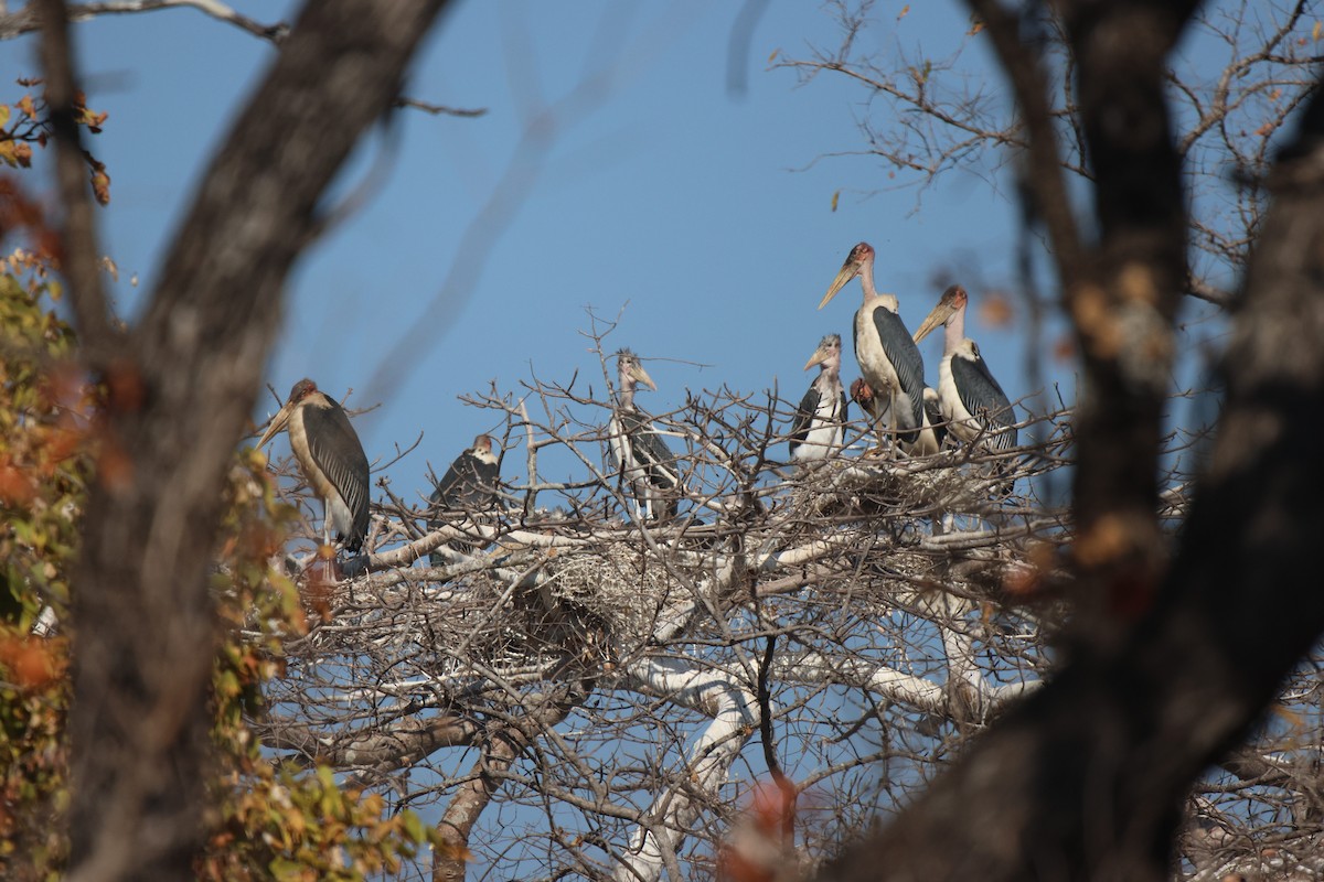 Marabou Stork - ML621809271