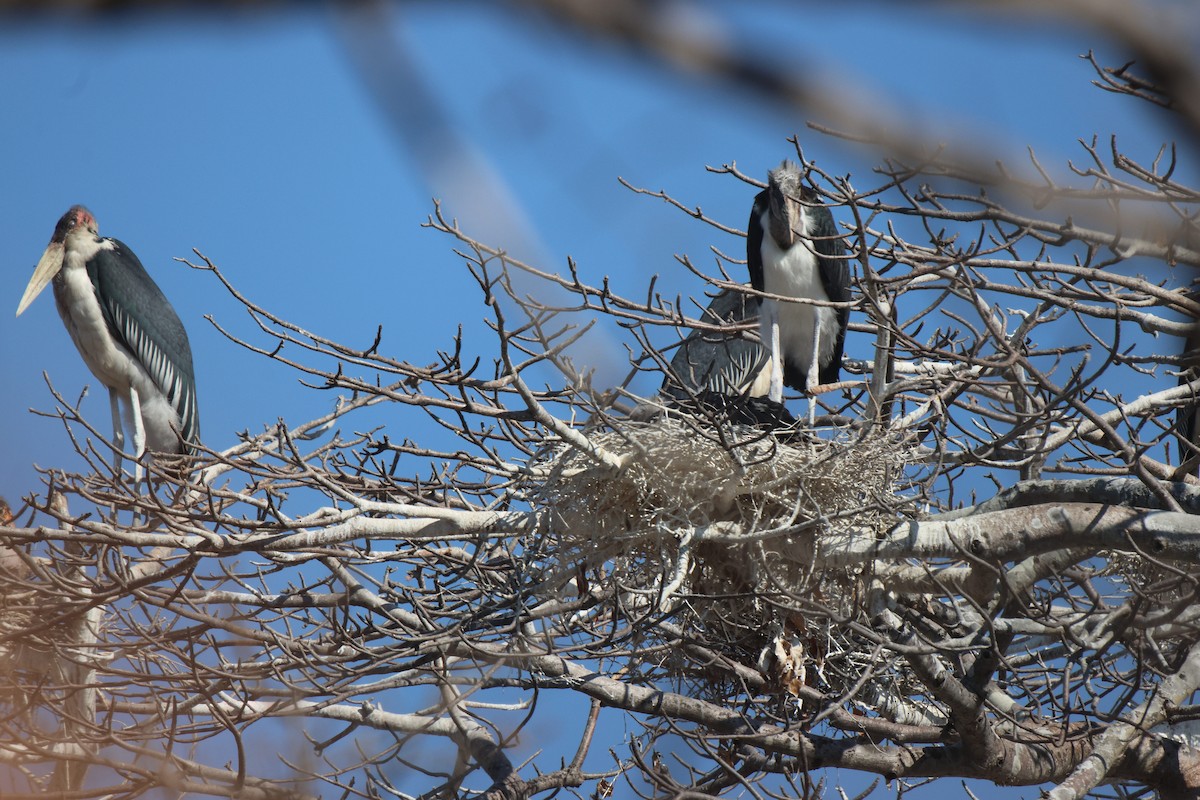 Marabou Stork - ML621809272