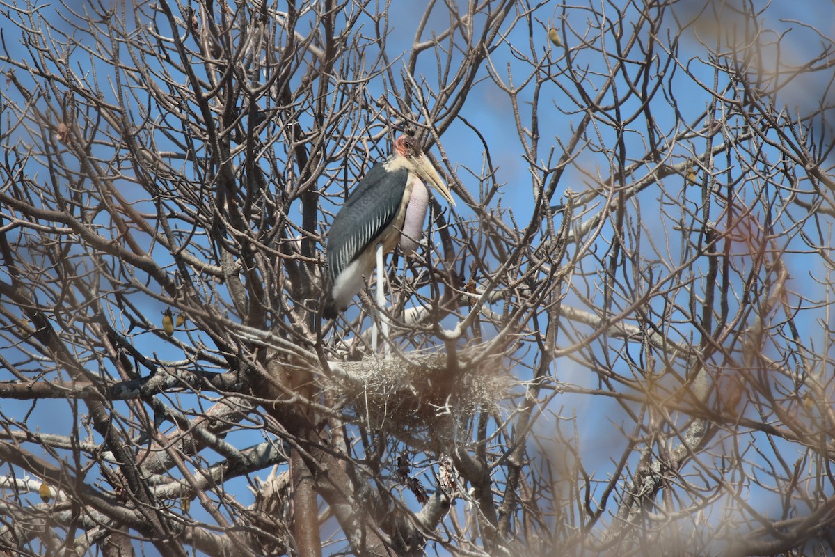 Marabou Stork - ML621809274