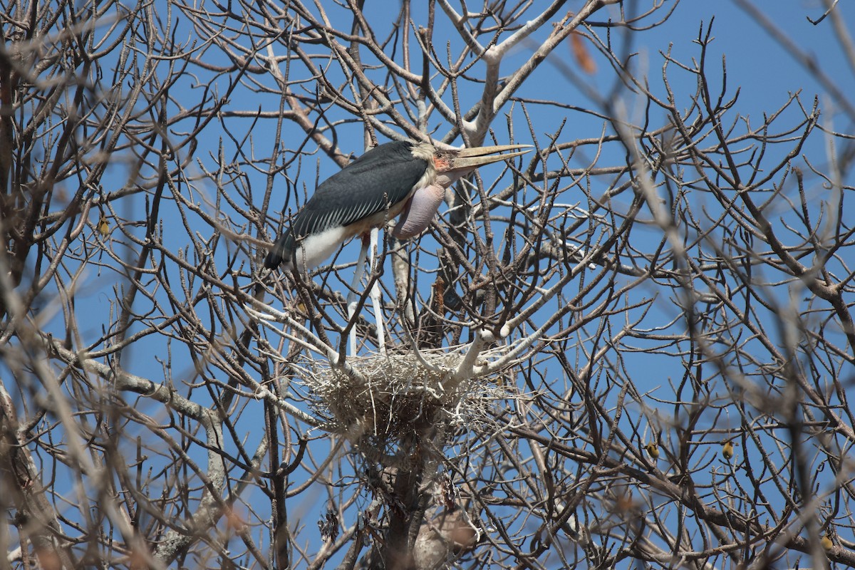 Marabou Stork - ML621809275