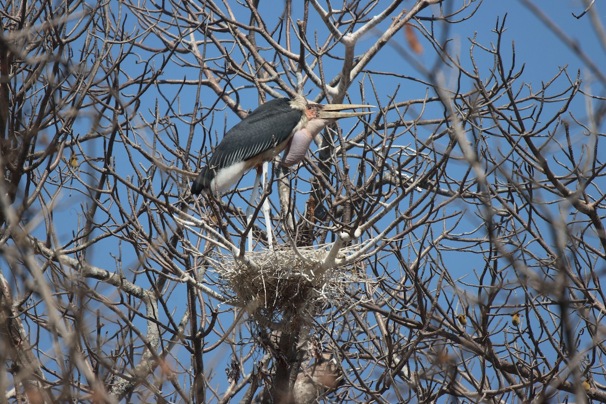 Marabou Stork - ML621809276