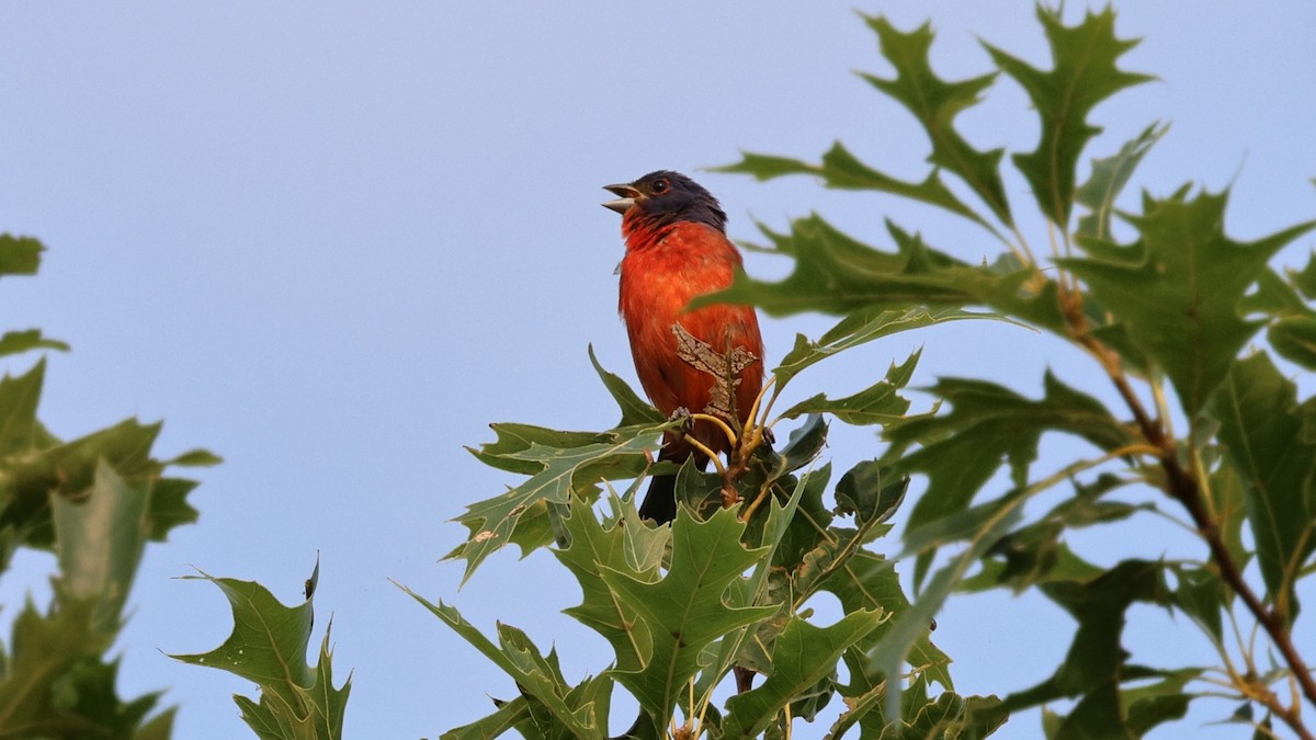 Painted Bunting - ML621809278