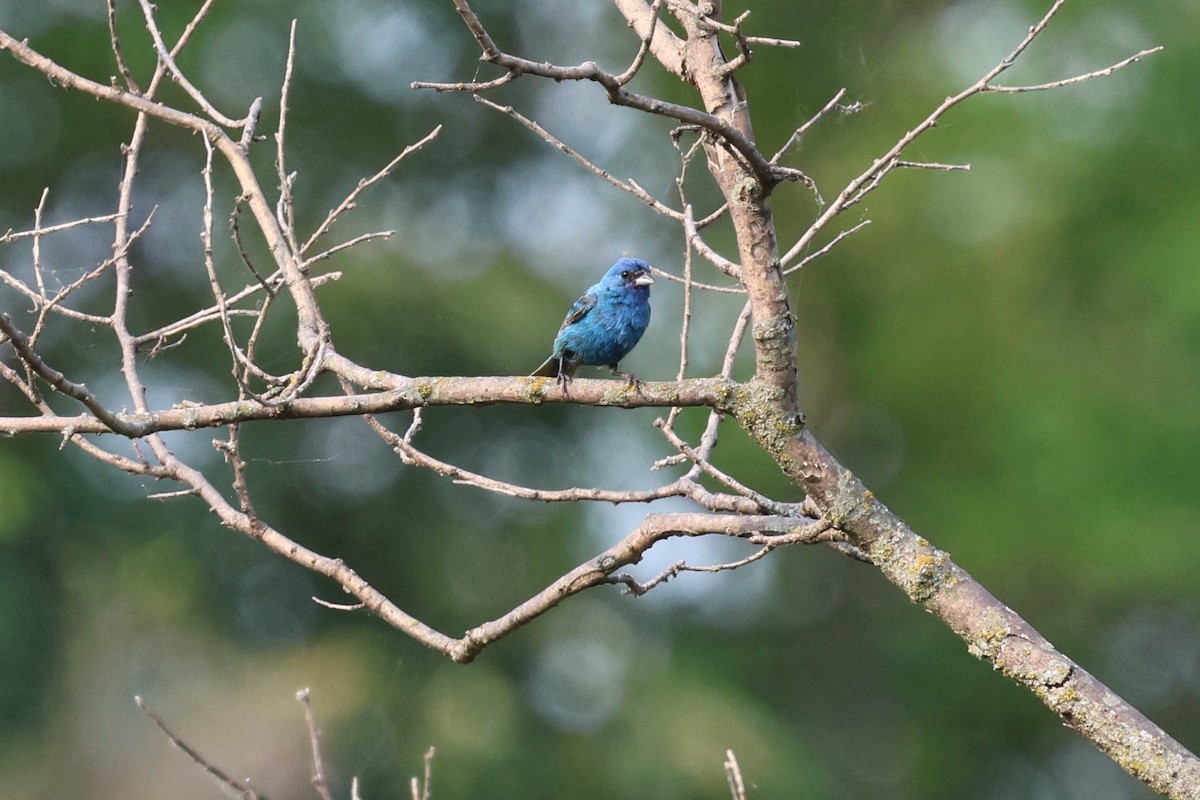 Indigo Bunting - ML621809284