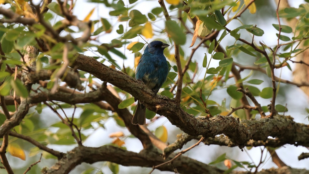 Indigo Bunting - ML621809285