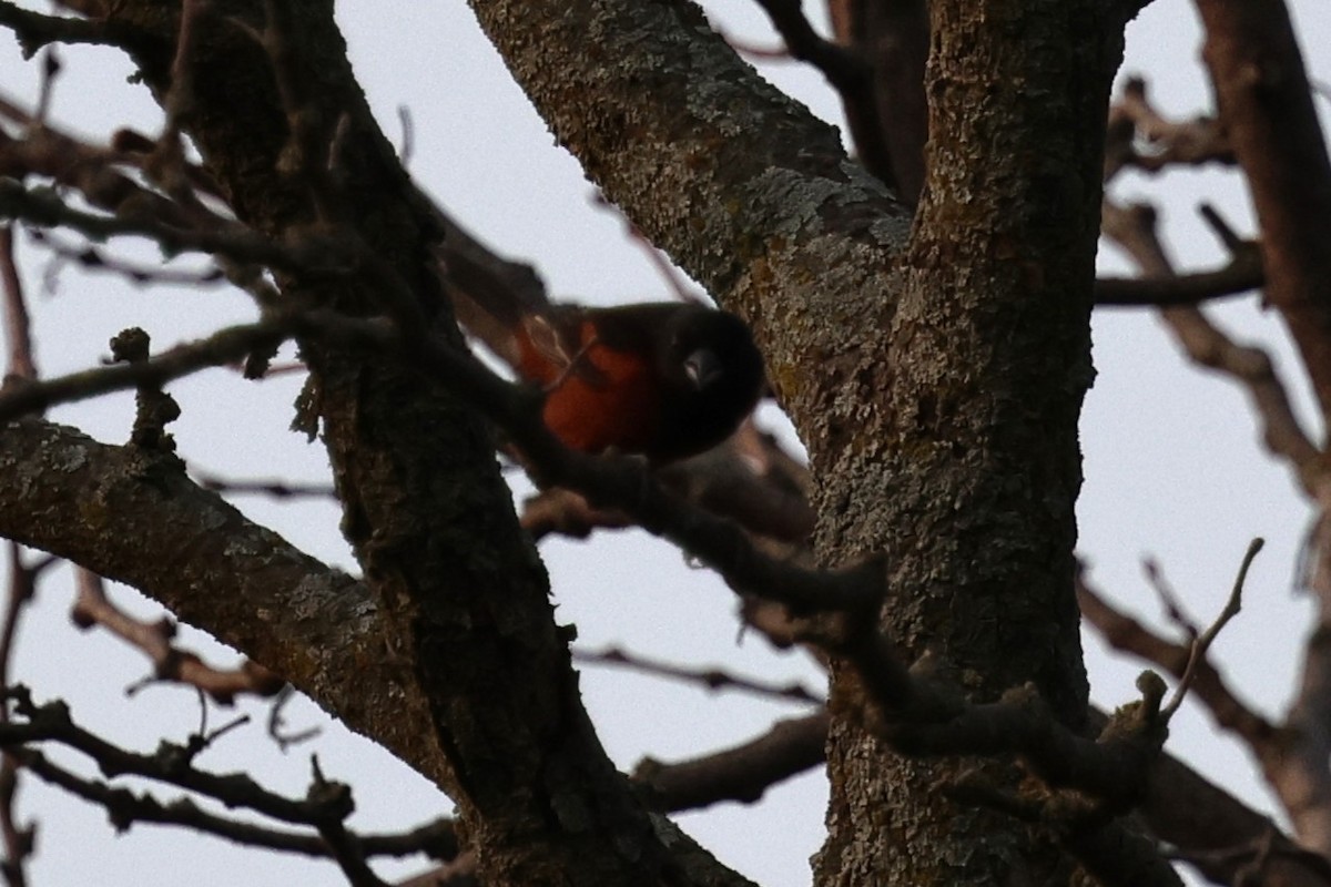 Orchard Oriole - ML621809290