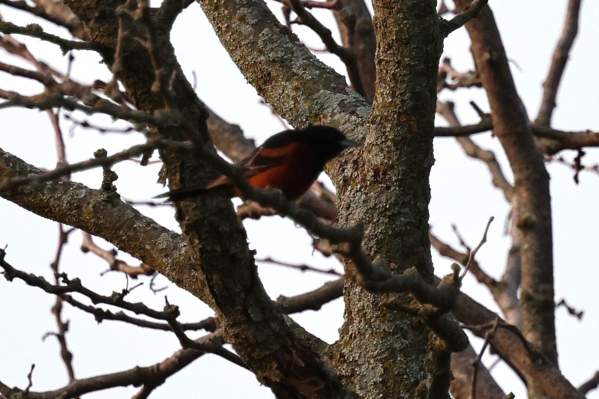 Orchard Oriole - ML621809291