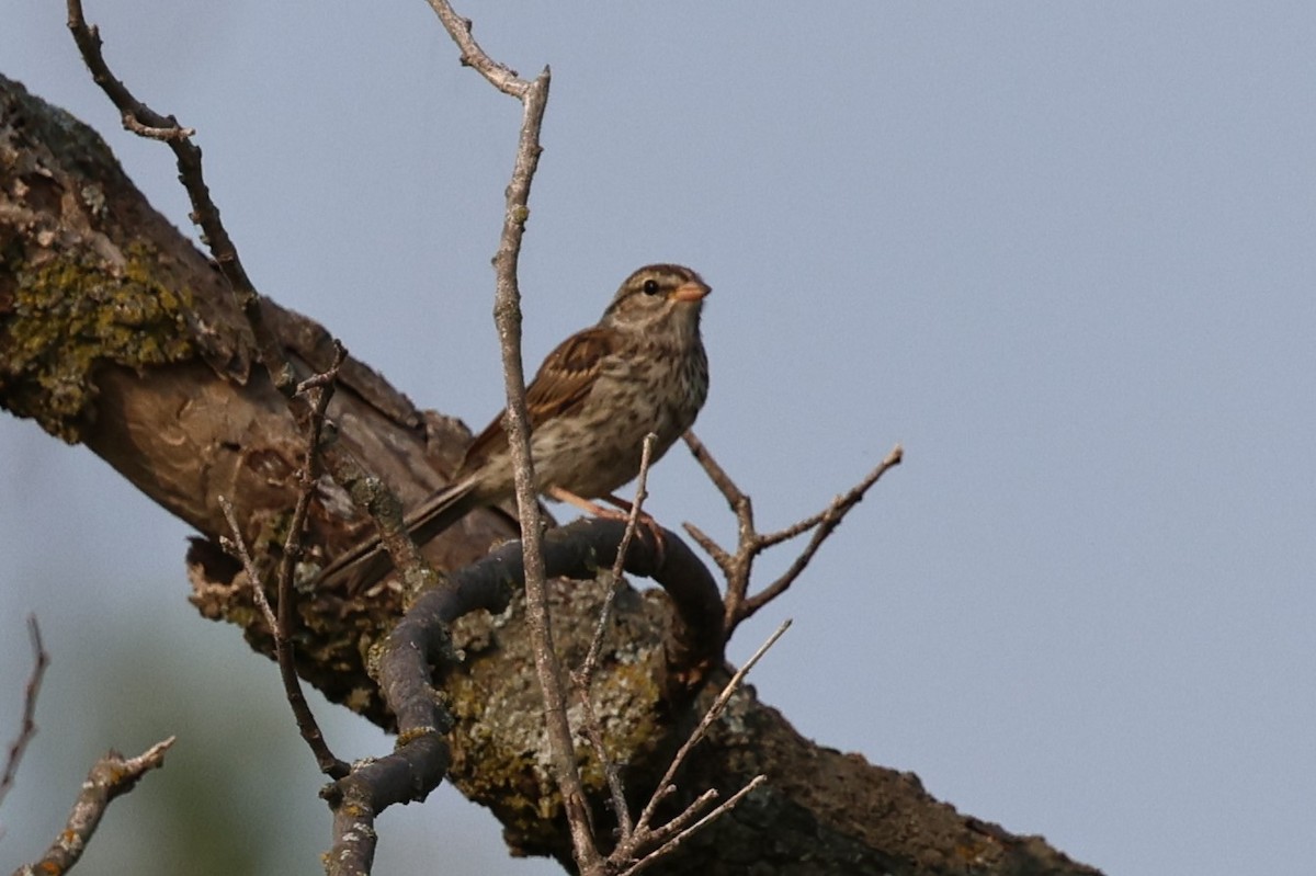 Chipping Sparrow - ML621809296