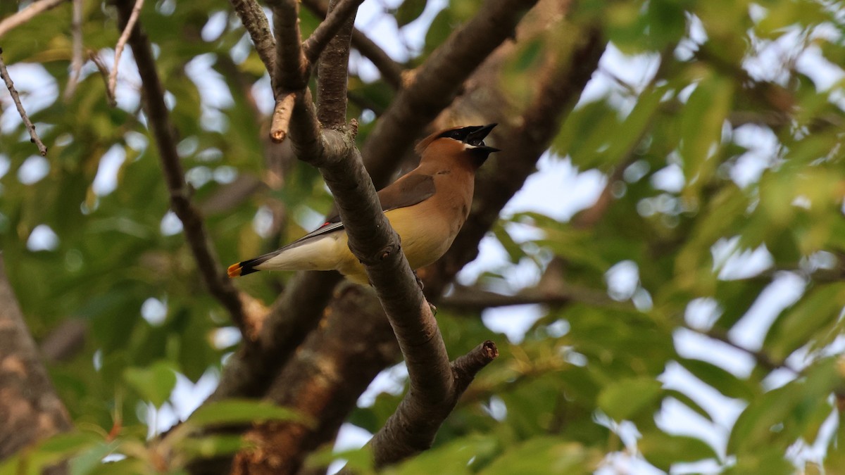 Cedar Waxwing - ML621809299