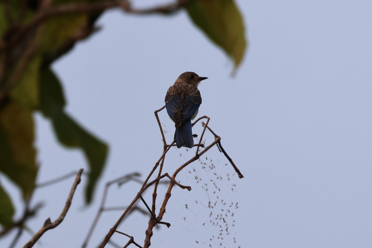 Eastern Bluebird - ML621809302