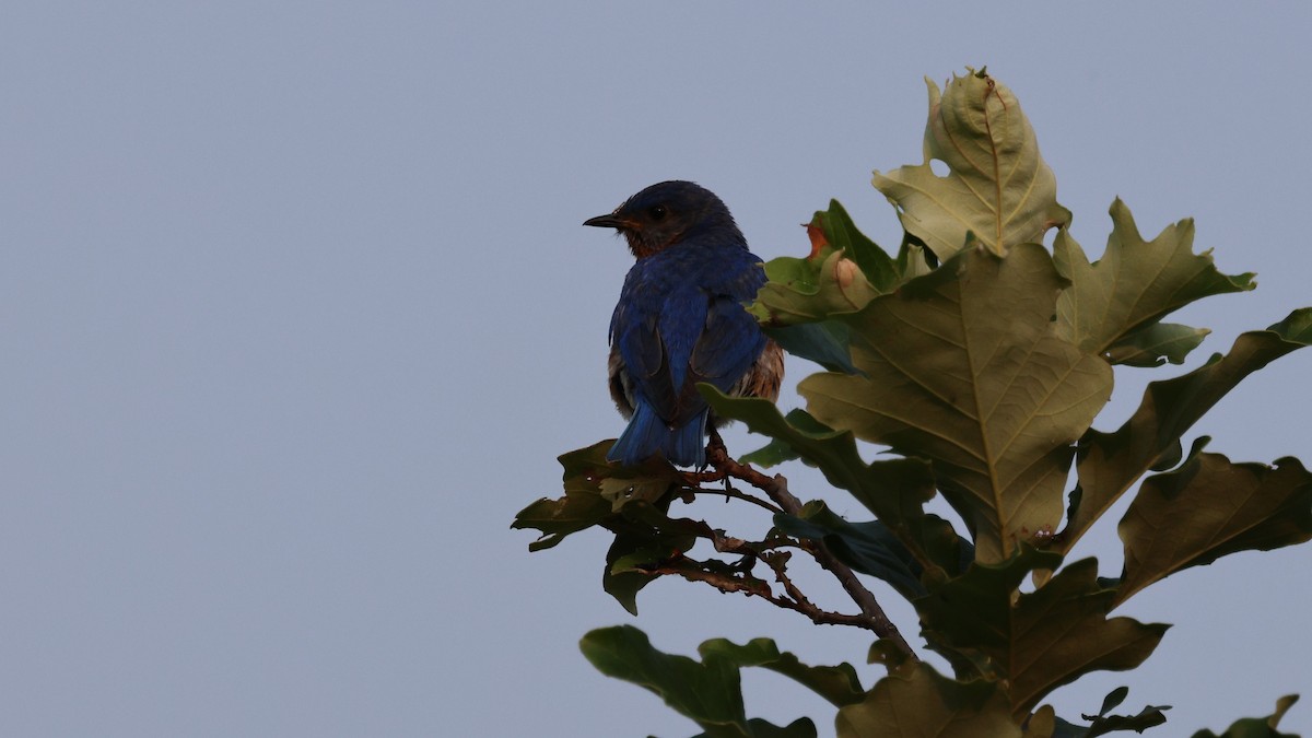 Eastern Bluebird - ML621809303