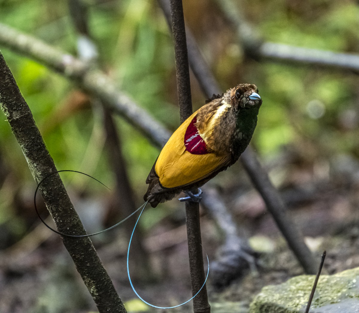 Magnificent Bird-of-Paradise - ML621809307