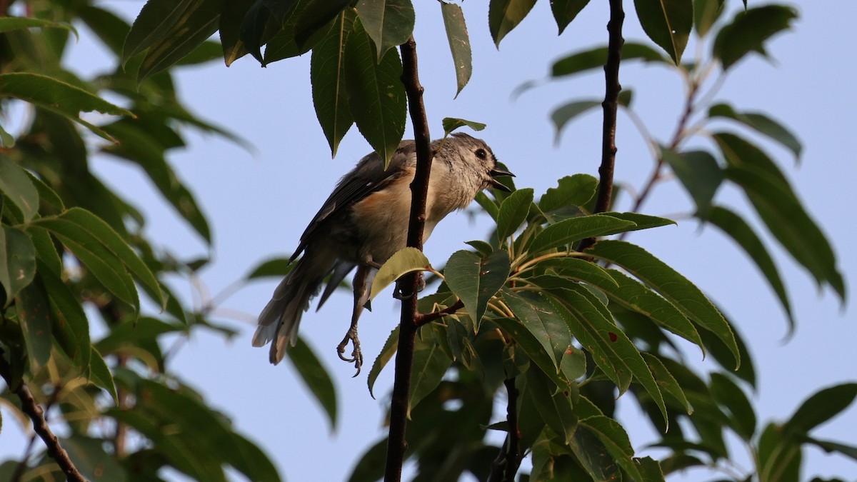 Tufted Titmouse - ML621809311