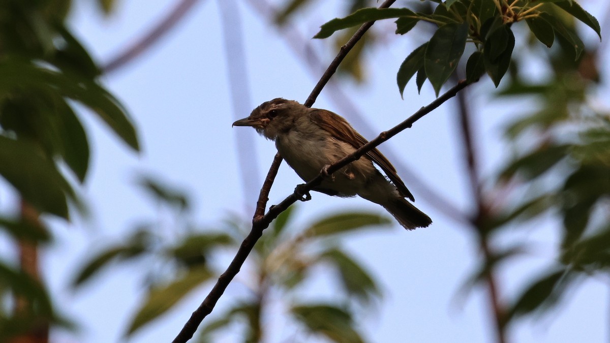 Red-eyed Vireo - Andy Bridges