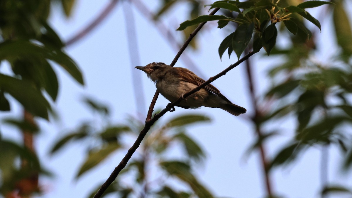 Red-eyed Vireo - ML621809319