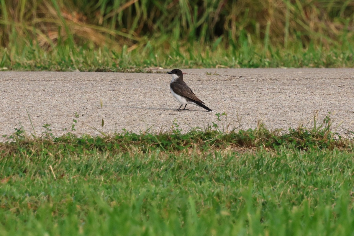 Eastern Kingbird - ML621809320