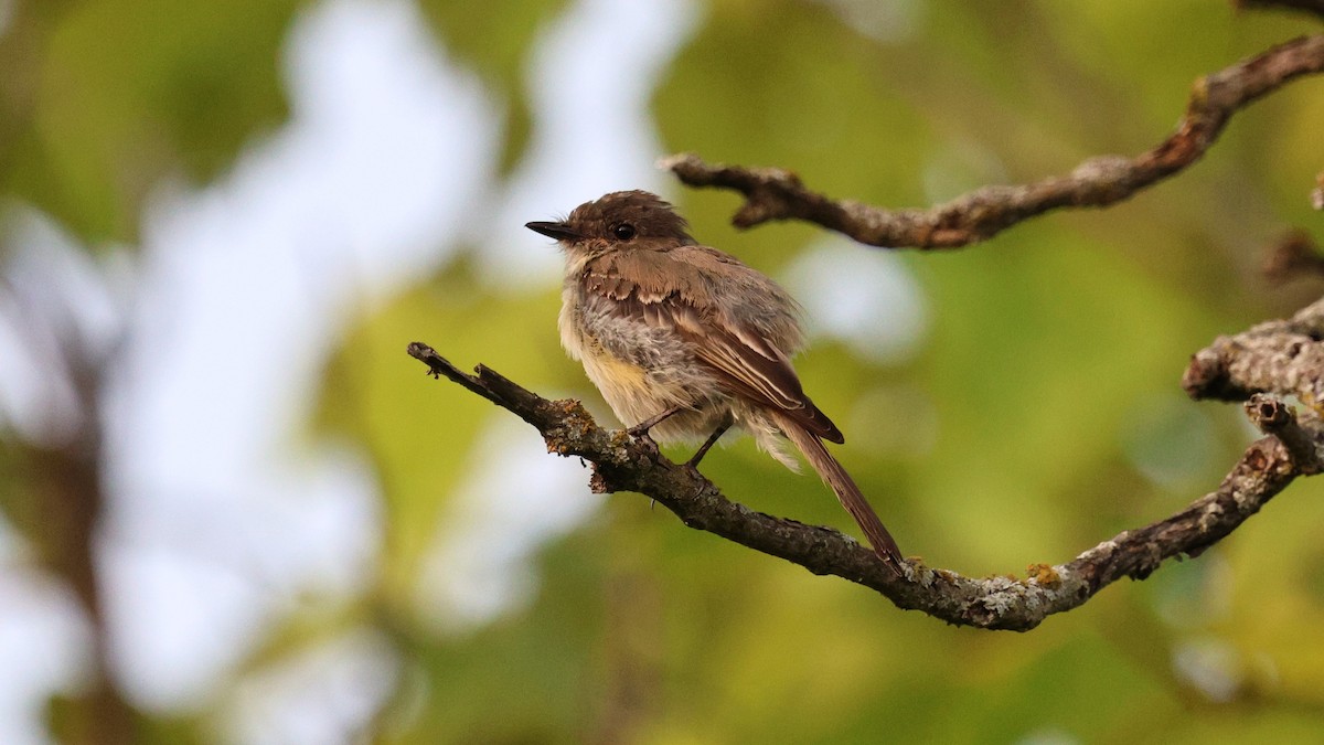 Eastern Phoebe - ML621809323