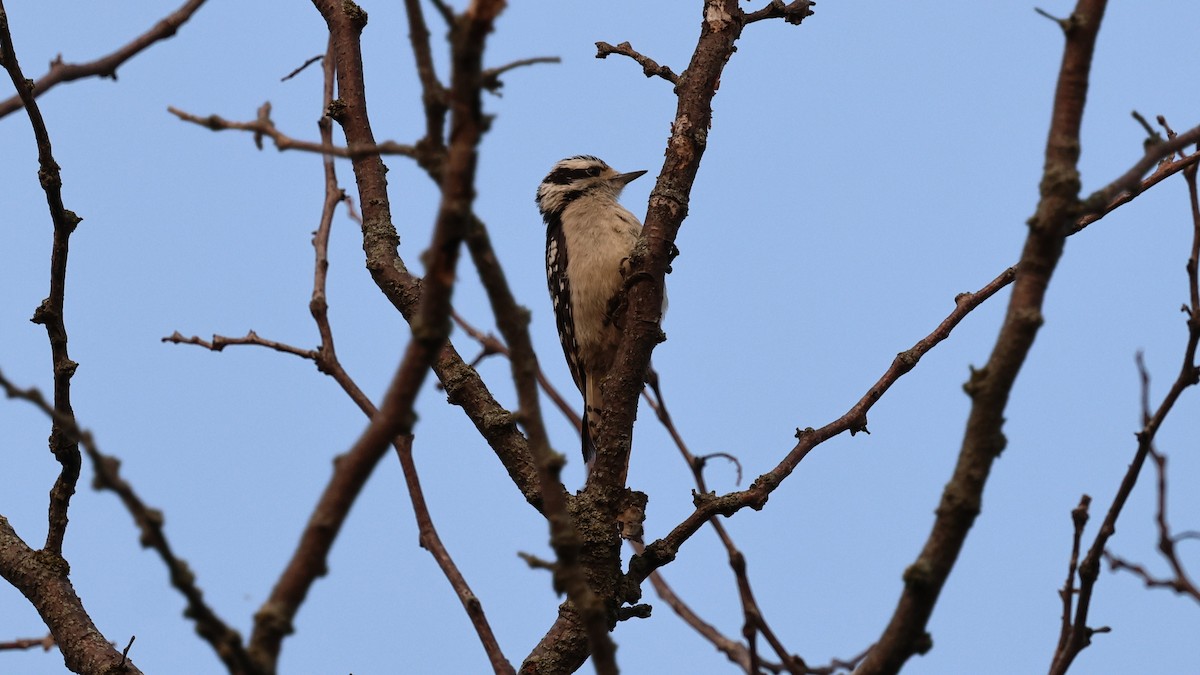 Downy Woodpecker - ML621809324