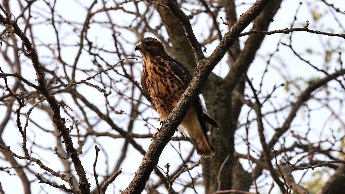 Broad-winged Hawk - ML621809332