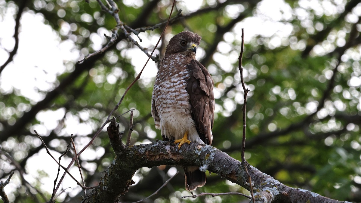 Broad-winged Hawk - ML621809333