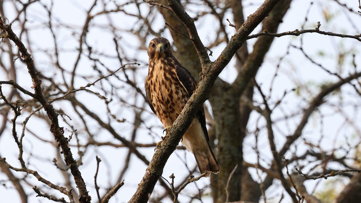 Broad-winged Hawk - Andy Bridges