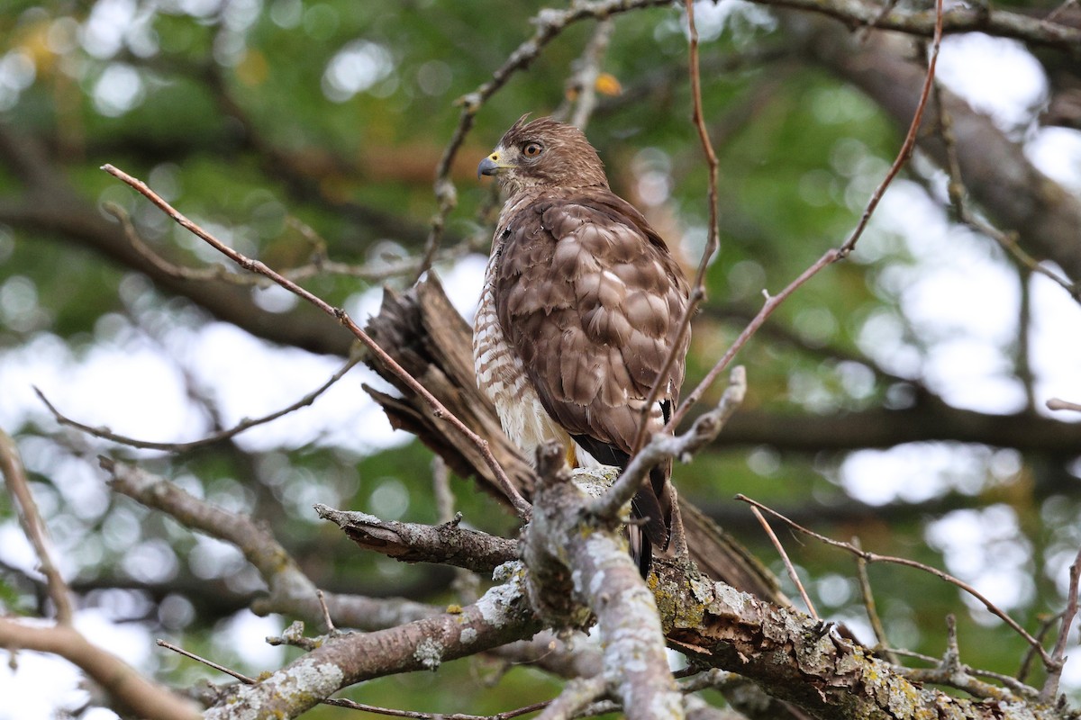 Broad-winged Hawk - ML621809336