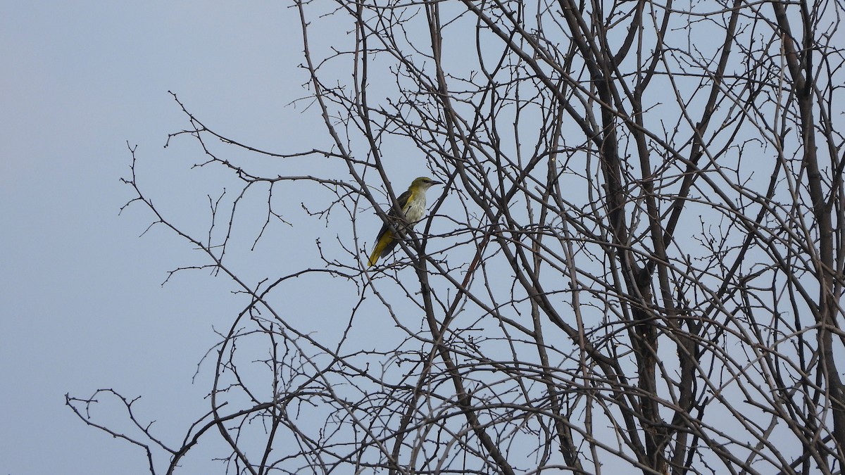 Eurasian Golden Oriole - Bruno Caula