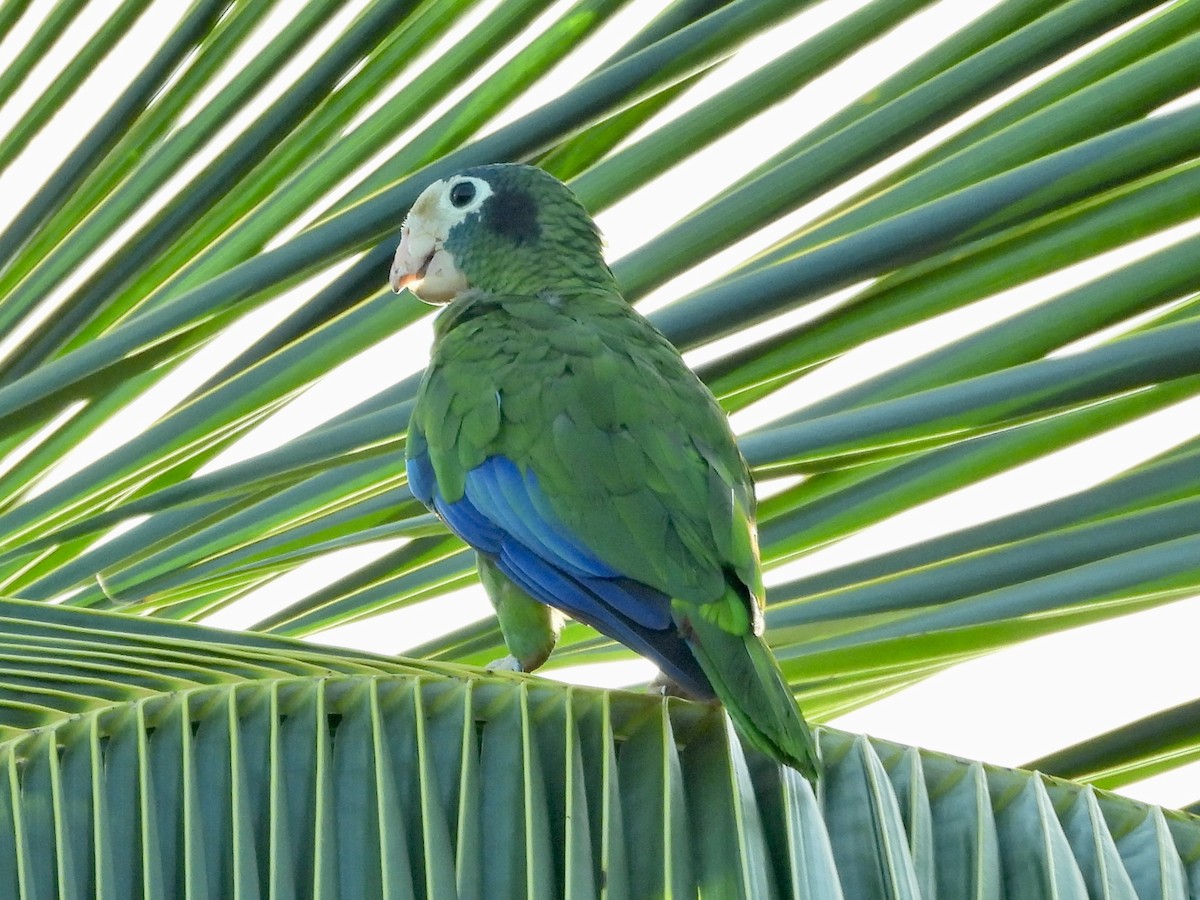 Hispaniolan Parrot - ML621809349