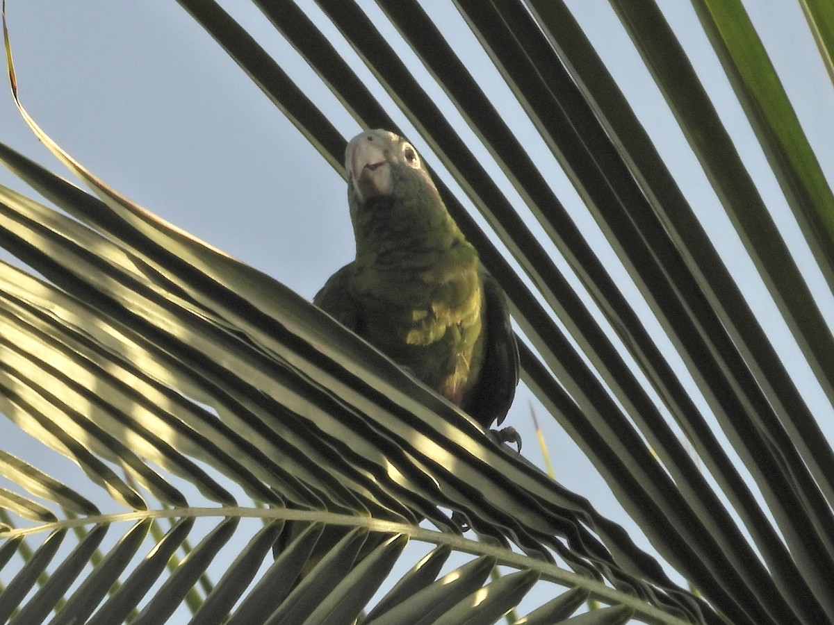 Hispaniolan Parrot - ML621809351