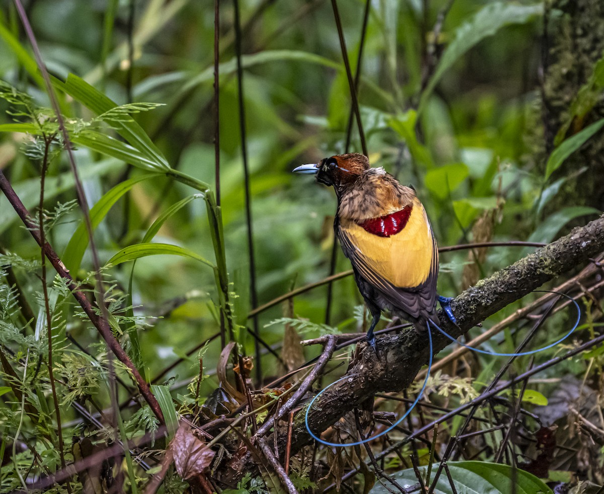 Magnificent Bird-of-Paradise - ML621809354