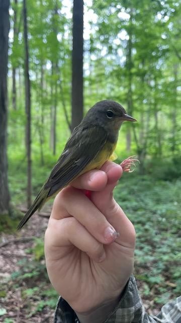 lesňáček šedokápý - ML621809382