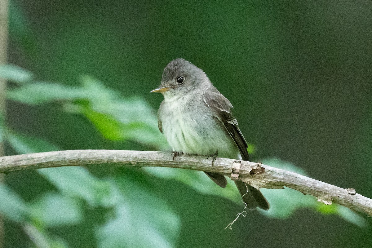 Eastern Wood-Pewee - ML621809414