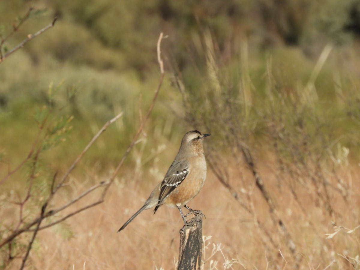 Patagonian Mockingbird - ML621809421