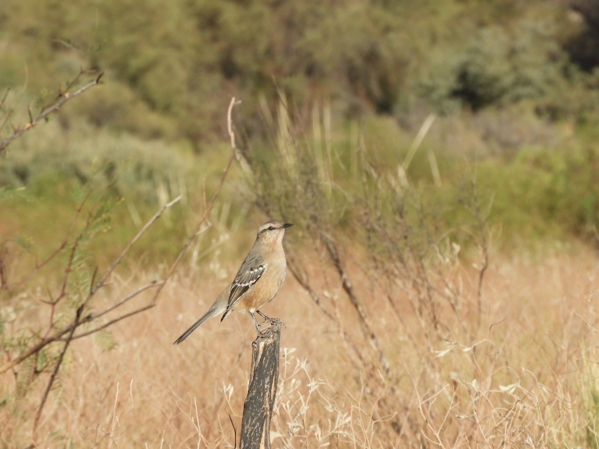 Patagonian Mockingbird - ML621809422