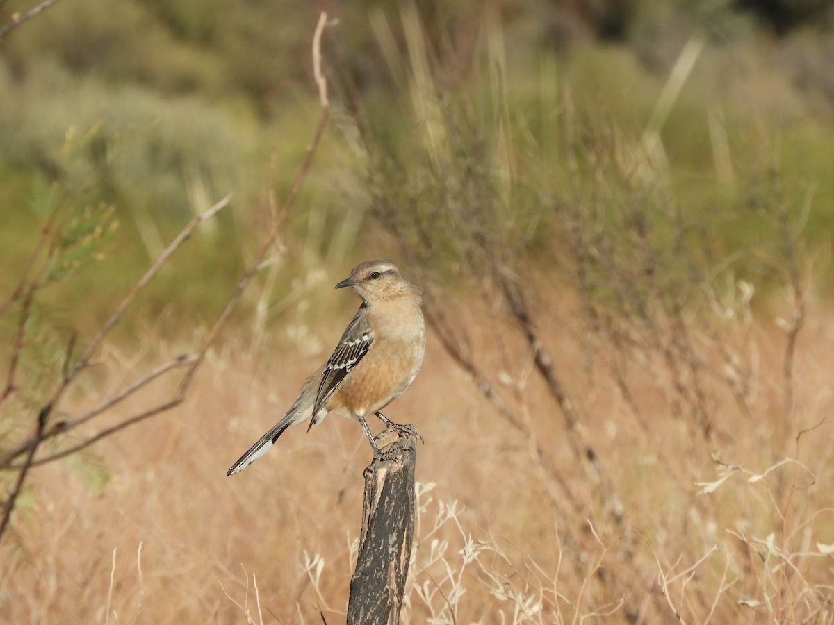 Patagonian Mockingbird - ML621809423