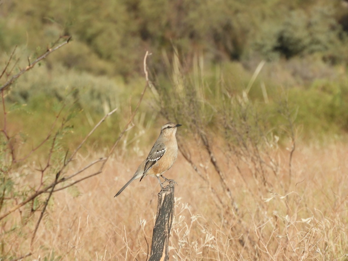 Patagonian Mockingbird - ML621809424