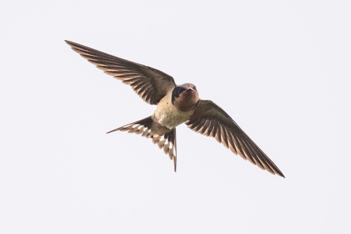 Barn Swallow - ML621809426