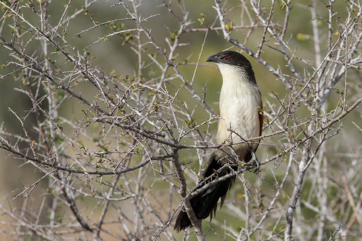 White-browed Coucal (Burchell's) - ML621809437