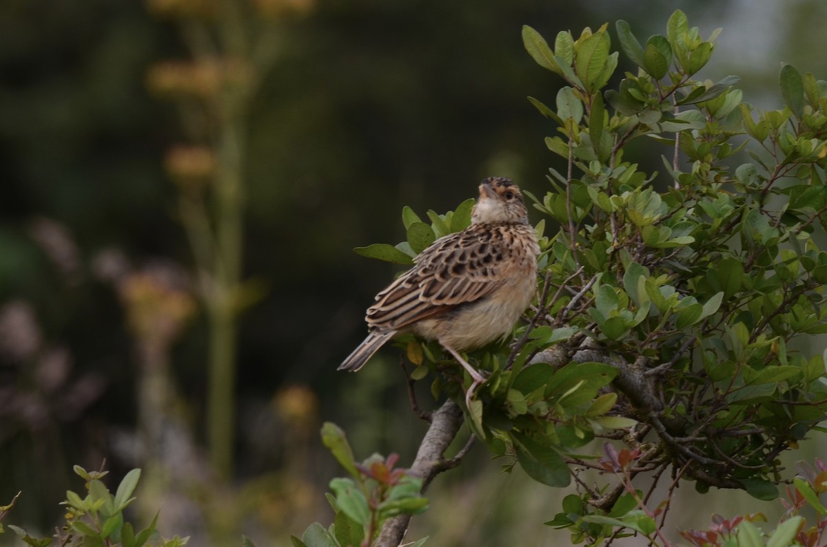 Rufous-naped Lark - ML621809440