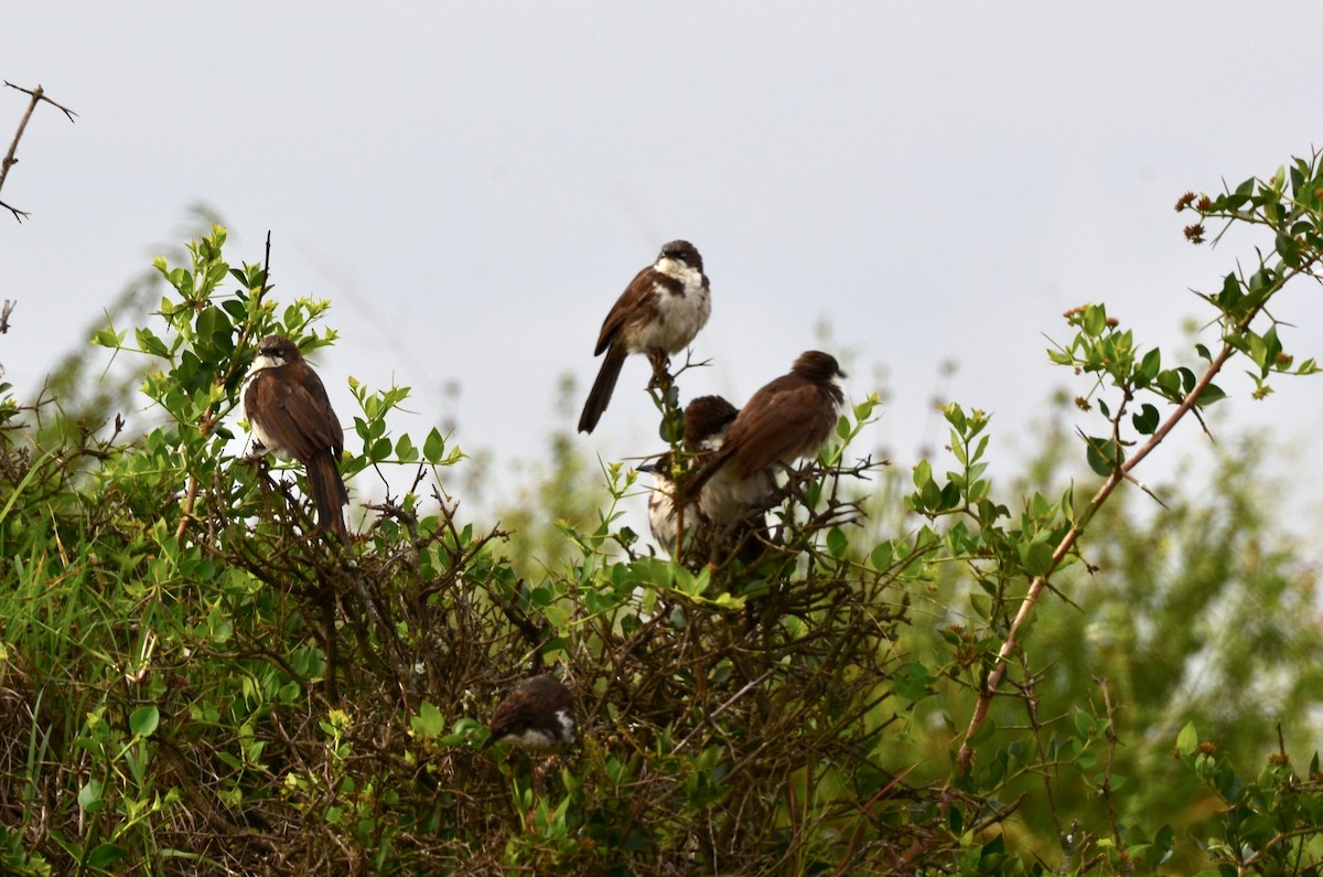 Northern Pied-Babbler - ML621809504