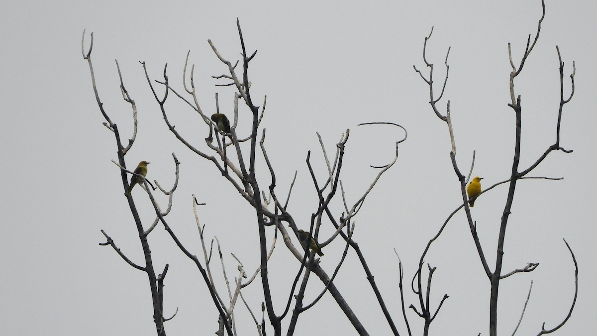 Eurasian Golden Oriole - ML621809566