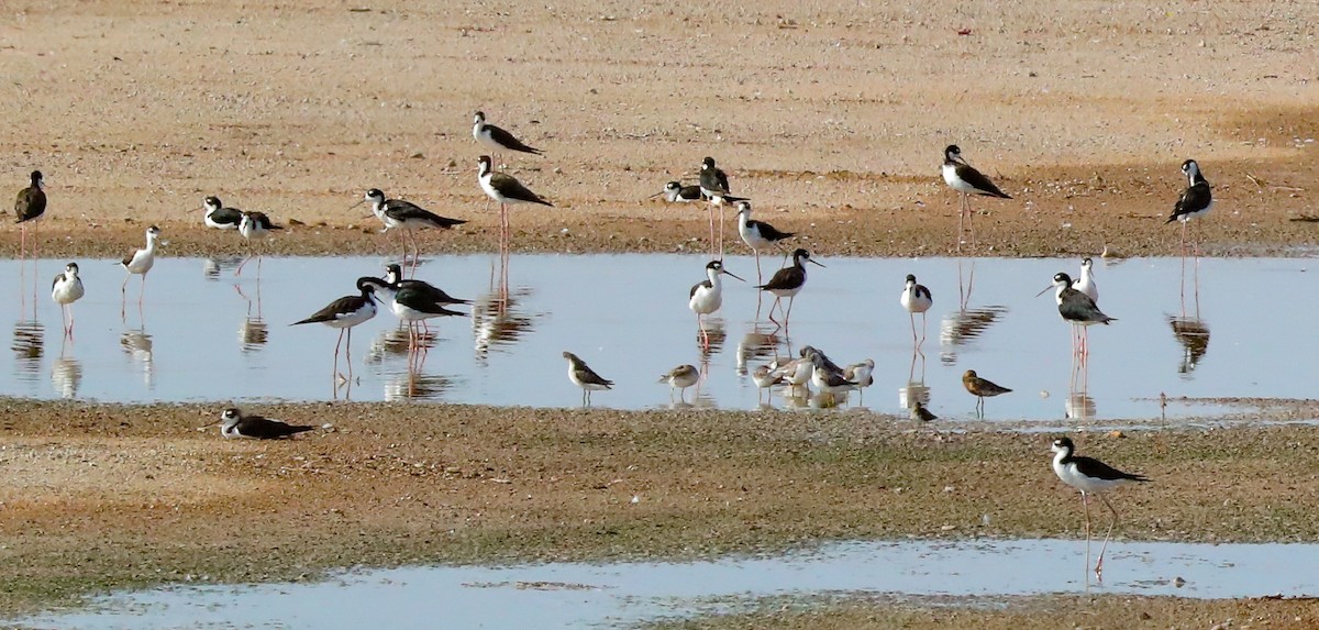 Curlew Sandpiper - ML621809624