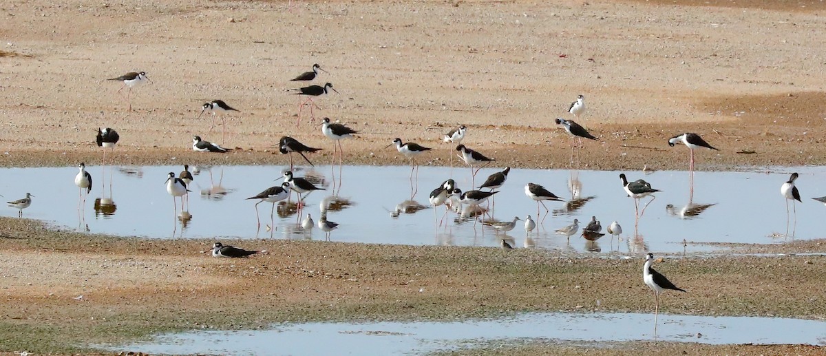 Curlew Sandpiper - ML621809625