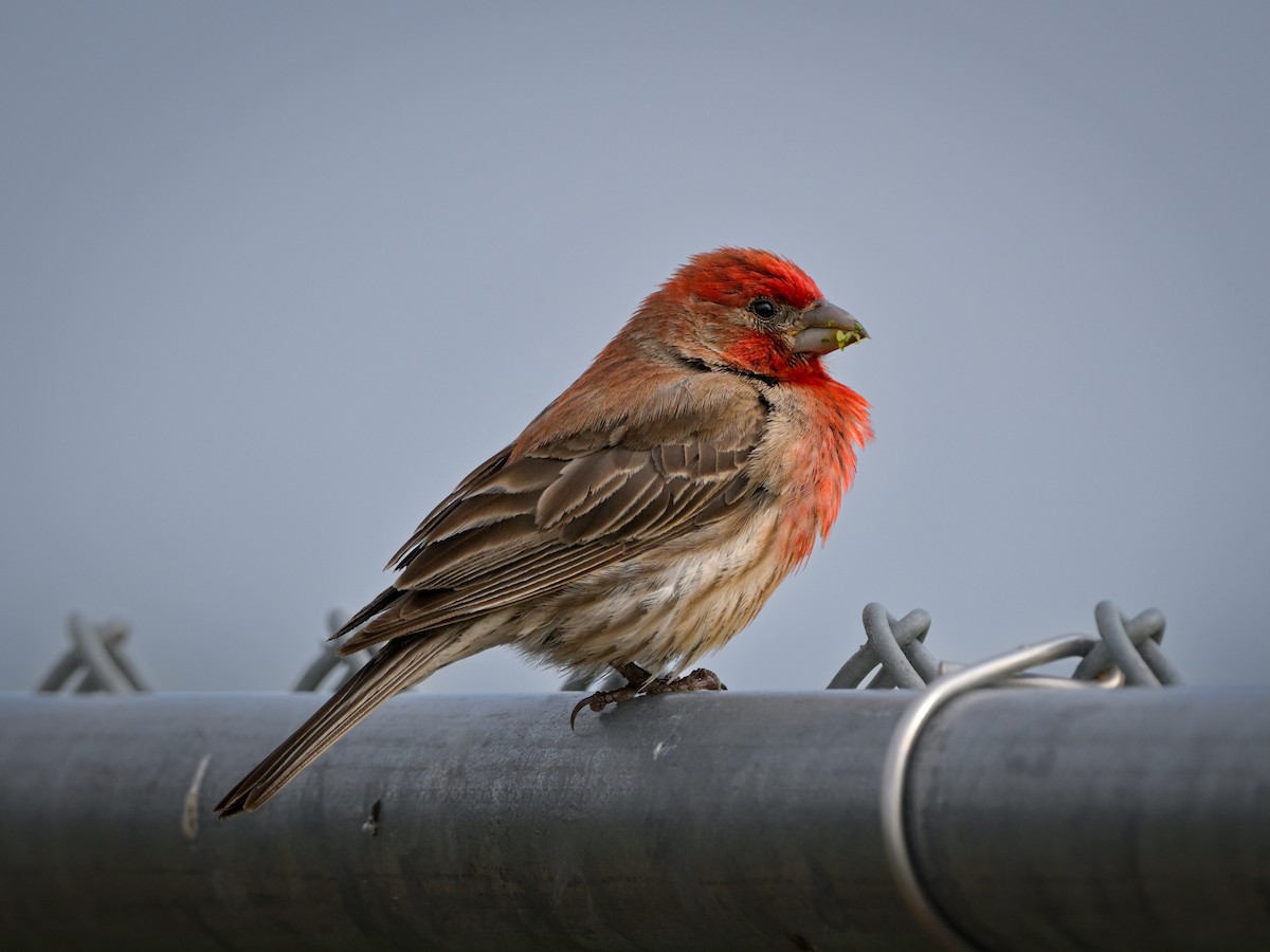 House Finch - Myron Peterson