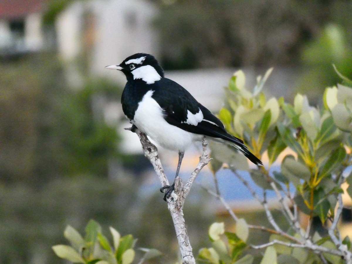 Magpie-lark - ML621809806