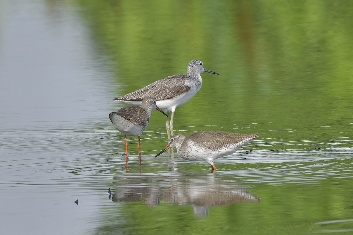 Common Greenshank - Polly Kalamassery