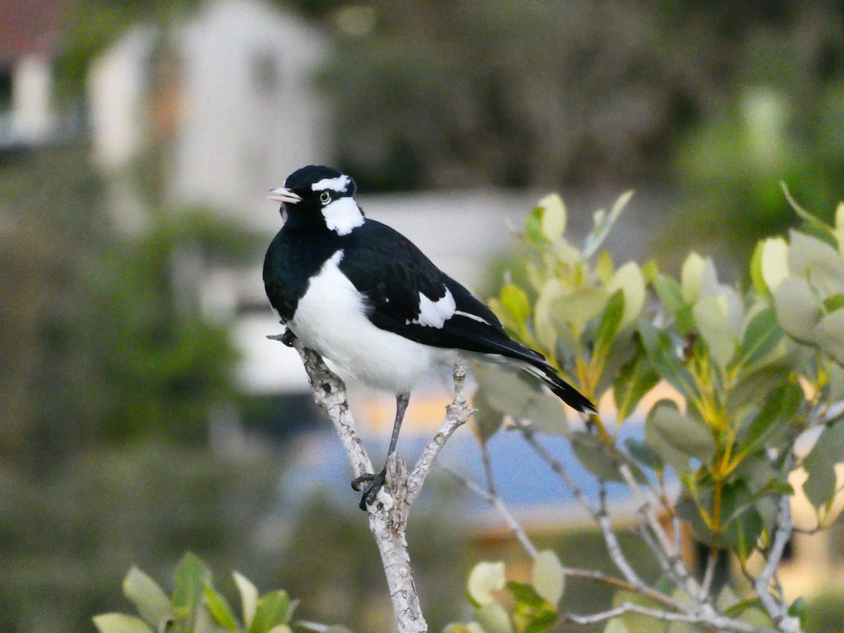 Magpie-lark - ML621809818