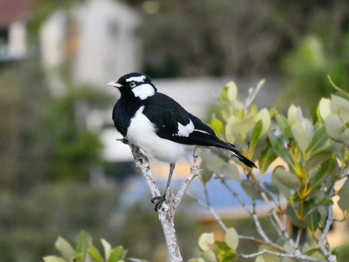 Magpie-lark - ML621809820