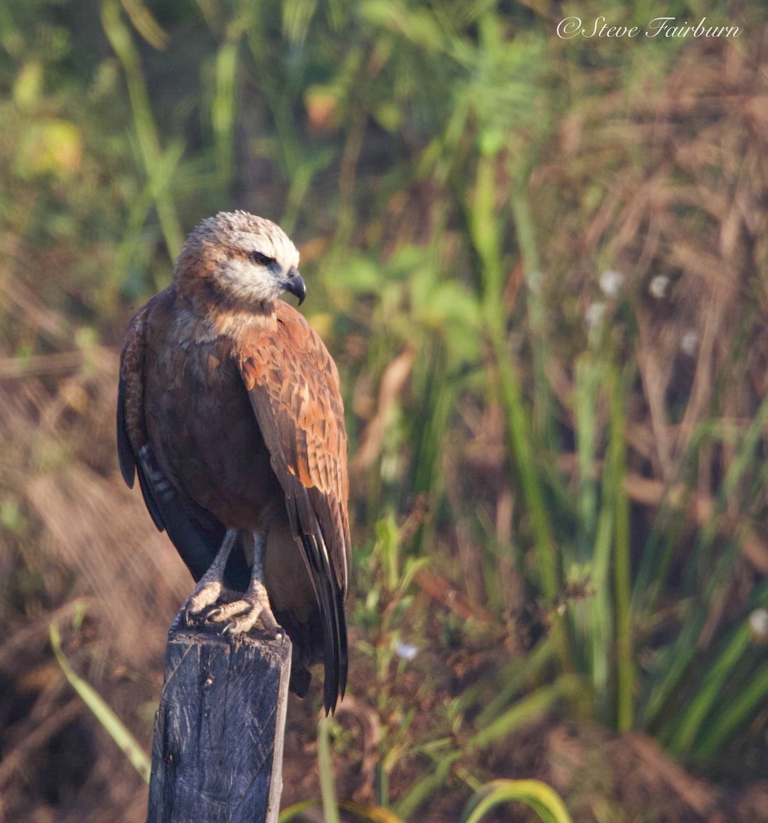 Black-collared Hawk - ML621809840